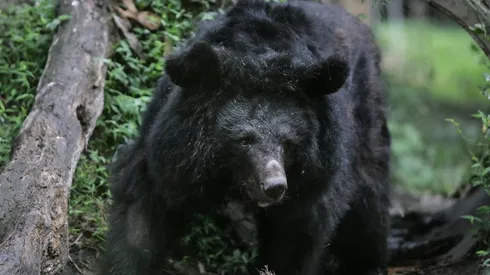 Un oso como este será el protagonista