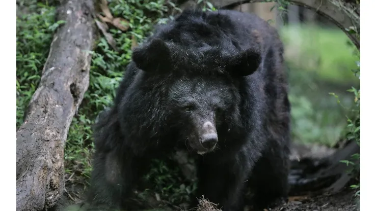 Un oso como este será el protagonista