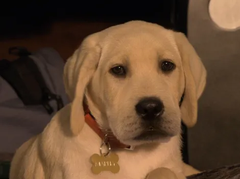 Las 3 películas para llorar si te gustan los perros