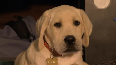 Las películas de perros hacen llorar a chicos y a grandes.