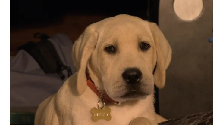 Las películas de perros hacen llorar a chicos y a grandes.