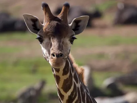 Todos los estrenos de Discovery en octubre