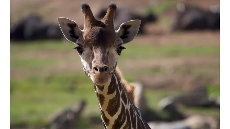 Todos los estrenos de octubre en Animal Planet