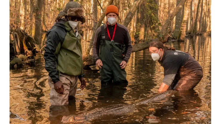 No es más Virgin River: la serie de Netflix más vista en Estados Unidos según Nielsen.