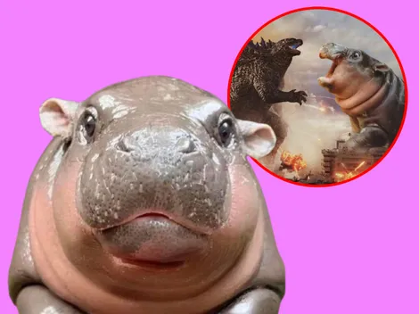 Mejores memes de la hipopótamo Moo Deng