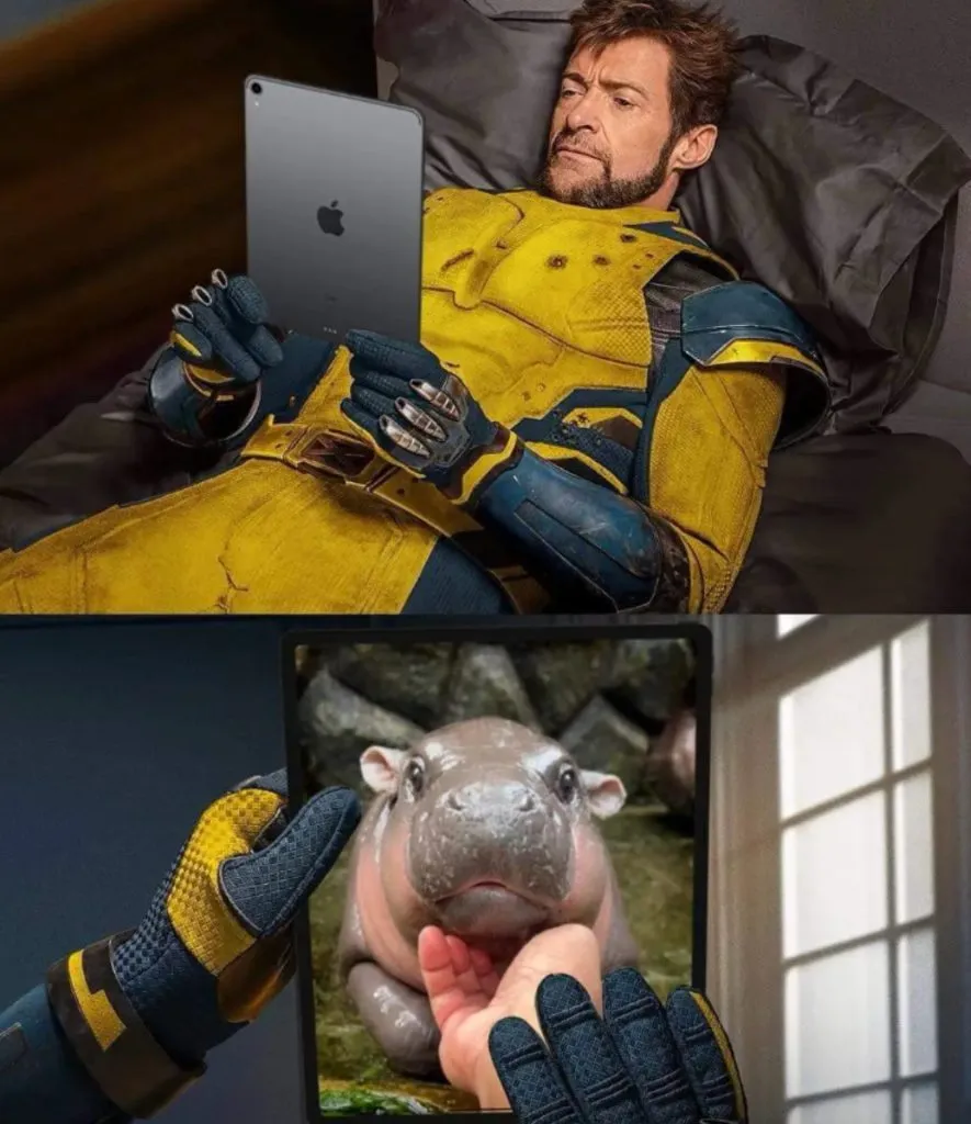 Meme de Moo Deng / Foto: Khao Kheow Open Zoo