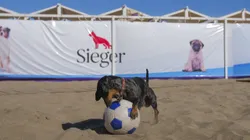 El parador para perros sigue a full en Pinamar