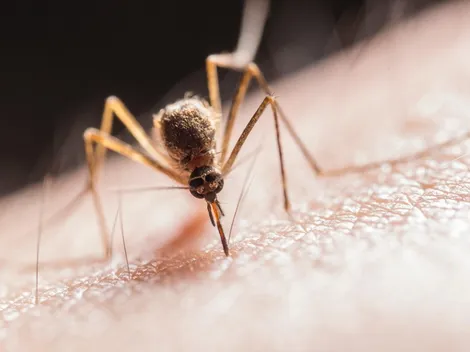 ¿Cómo se contagia el dengue y cuáles son los síntomas?