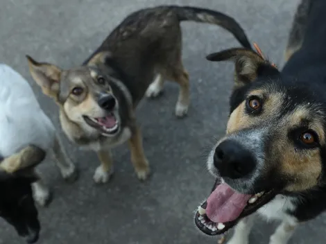Día del animal en Argentina: Por qué se celebra el 29 de abril