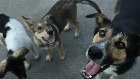 Día del animal en Argentina: Por qué se celebra el 29 de abril