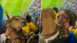 VIDEO VIRAL | El perro que saltó al ritmo de la hinchada de Boca