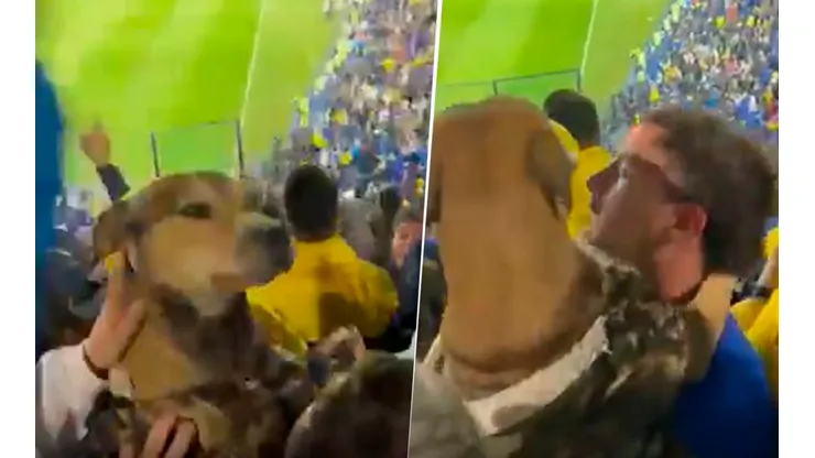 VIDEO VIRAL | El perro que saltó al ritmo de la hinchada de Boca