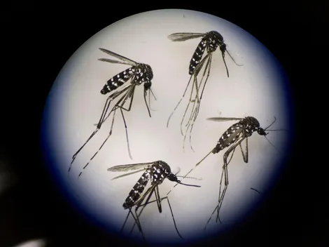 Qué es el dengue y cómo prevenirlo