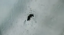 ¿Qué son los "bichitos" negros que pican y cómo eliminar los piojos de paloma?