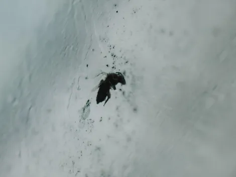 ¿Qué son los bichitos negros que pican y cómo eliminar los piojos de paloma?