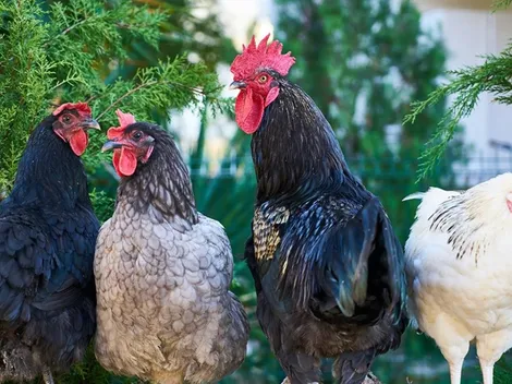 ¿Cómo se contagia la Gripe Aviar y cuál es el riesgo en humanos?