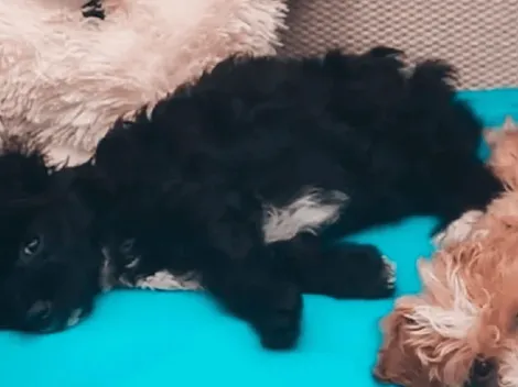 Preocupación por la salud de Mora, la perrita de Gran Hermano: "¿Qué le pasa?"