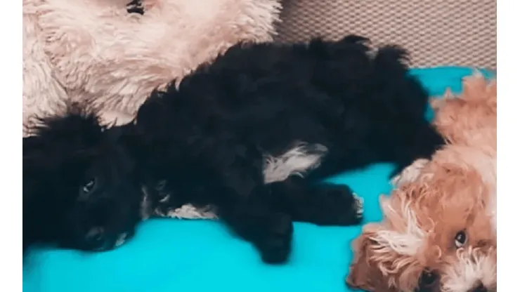 Mora, la perrita que ingresó a Gran Hermano.