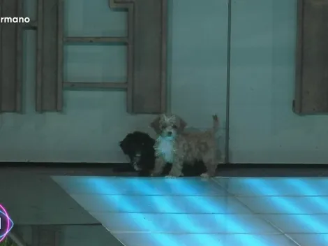 ¿Cómo se llaman los perros que ingresaron a Gran Hermano?