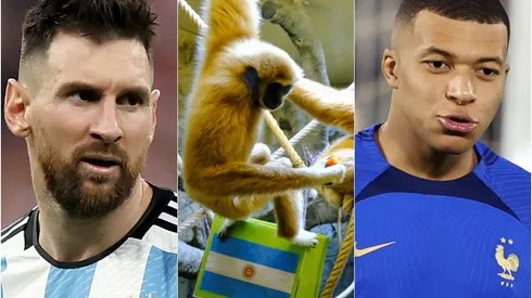 No tenemos chance: la predicción del mono que anticipa los resultados de Qatar 2022