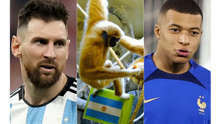 No tenemos chance: la predicción del mono que anticipa los resultados de Qatar 2022