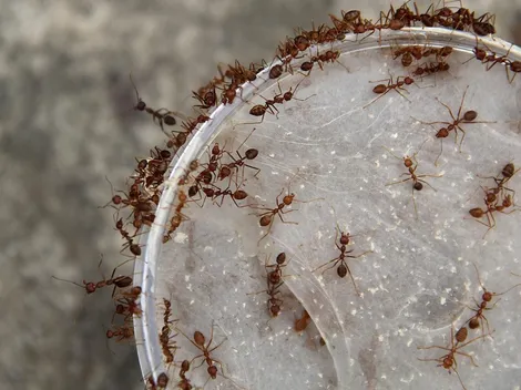 ¿Por qué hay una invasión de hormigas voladoras en CABA?