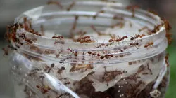 Las hormigas voladoras invaden algunas provincias de Argentina.