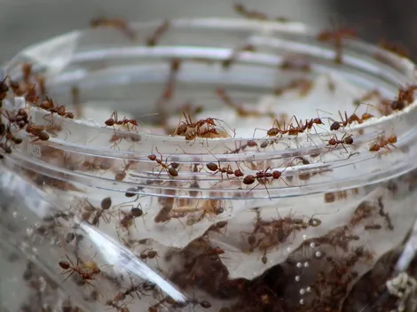 Invasión de hormigas voladoras en CABA: ¿Cómo eliminarlas?