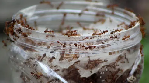 Las hormigas voladoras invaden algunas provincias de Argentina.