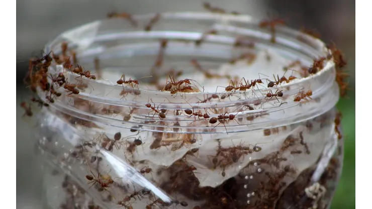 Las hormigas voladoras invaden algunas provincias de Argentina.