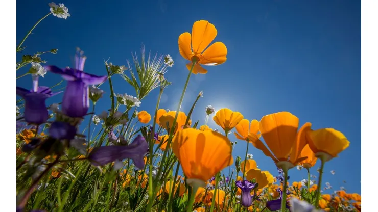 Este miércoles 21 de septiembre es el Día de la Primavera.