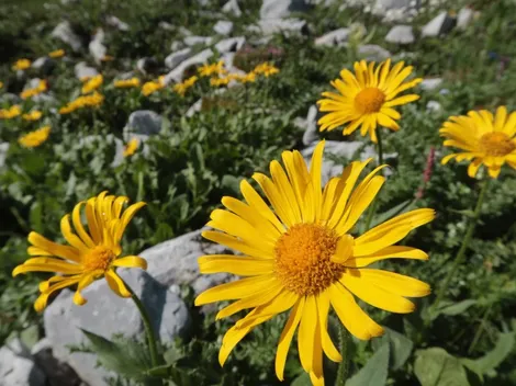 ¿Por qué se regalan flores amarillas el 21 de septiembre?