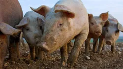 En total se detectaron 59 casos.