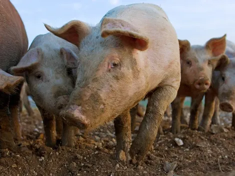 Detectan 46 casos de triquinosis en Córdoba: ¿Cómo prevenir la enfermedad y cuáles son los síntomas?