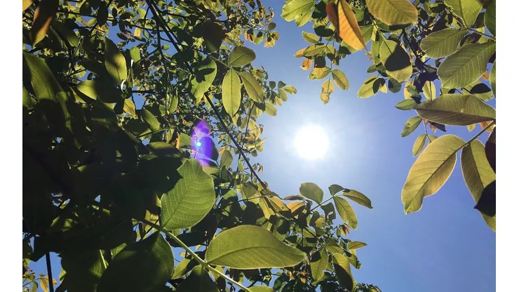 Ola de calor