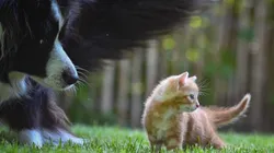 Cuidado de animales en verano