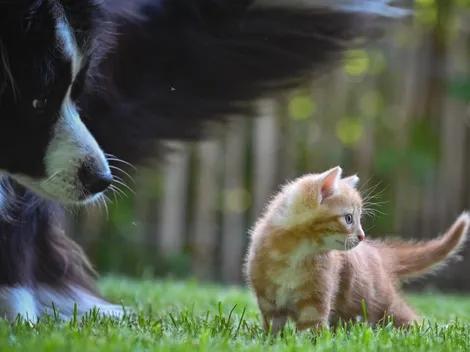 Golpe de calor en mascotas: cuáles son las medidas de prevención para que no lo sufran