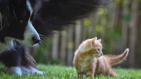 Cuidado de animales en verano