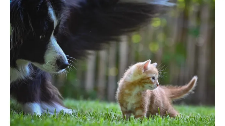 Cuidado de animales en verano