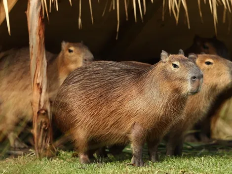 Cómo llegaron los carpinchos a Nordelta, qué son y qué hacen en Buenos Aires