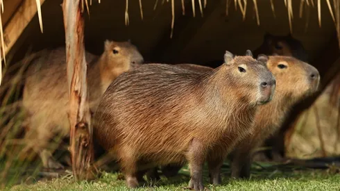 Carpinchos invadieron Nordelta y los vecinos están preocupados por los daños (Fuente: Getty Images)