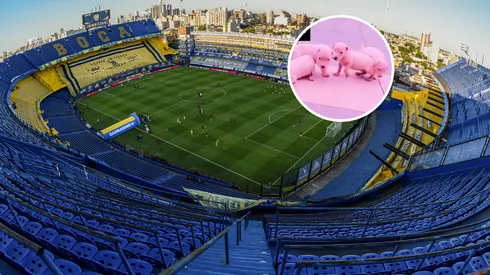 Está loco: un exjugador extranjero le puso el nombre de seis ex-Boca a sus perros