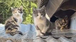 Fotos y videos: subió al techo de su casa pensando que había ratas y se encontró con la sorpresa más linda