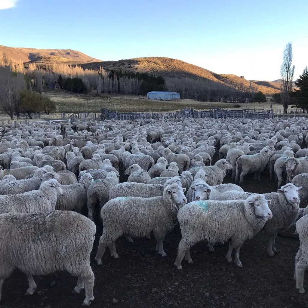 Las ovejas del Mumo: vende la lana y la exporta. Foto IG Sixto Peralta.