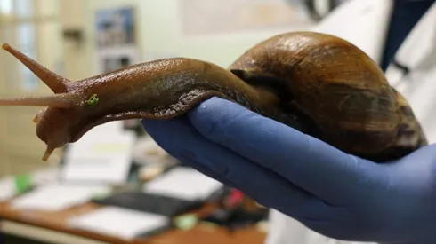 Un ejemplar de caracol gigante africano.