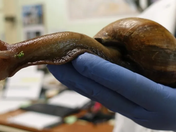 ¿Por qué el caracol gigante africano es tan peligroso?