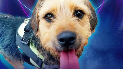 Bigote, de Gran Hermano.