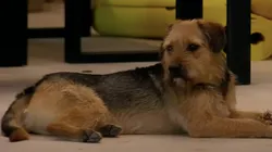 Bigote en Gran Hermano.