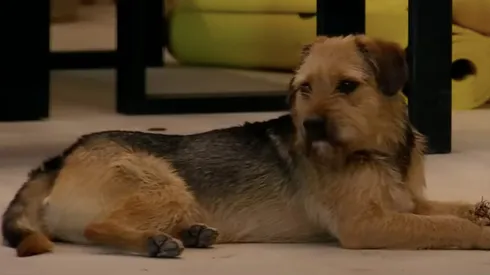 Bigote en Gran Hermano.