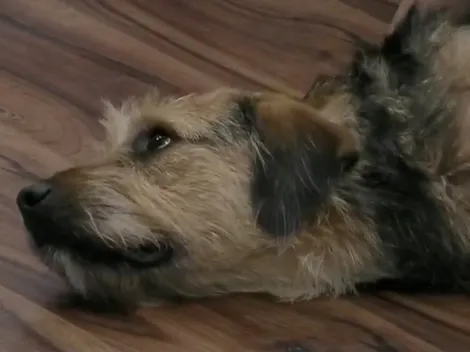 Gran Hermano toma medidas por el cuidado de Bigote